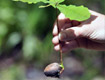 Tree Planting