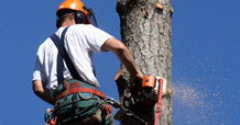 Tree Felling